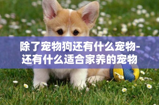 除了寵物狗還有什么寵物-還有什么適合家養的寵物