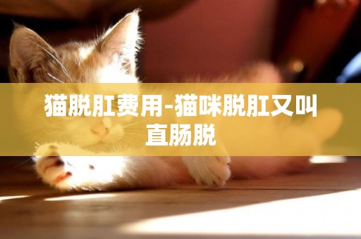 貓脫肛費用-貓咪脫肛又叫直腸脫