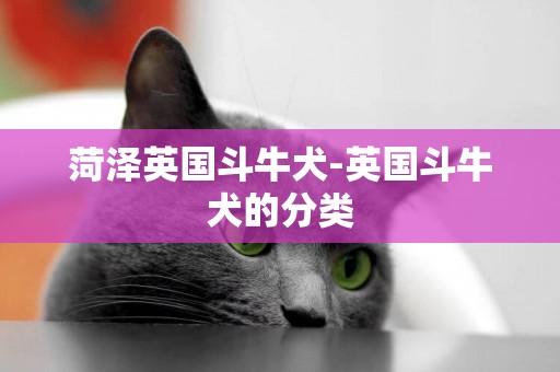 菏澤英國斗牛犬-英國斗牛犬的分類