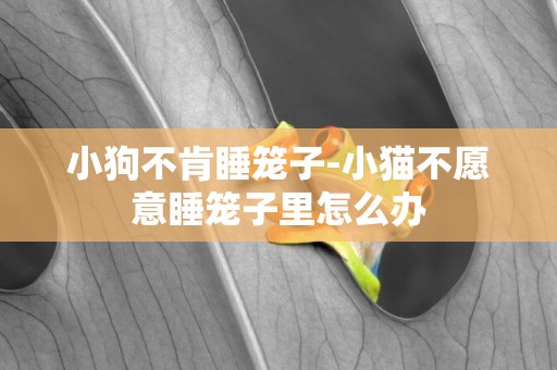 小狗不肯睡籠子-小貓不愿意睡籠子里怎么辦