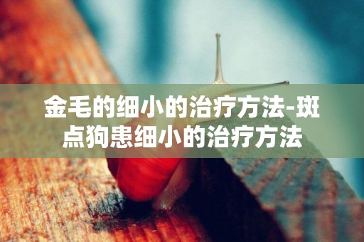 金毛的細小的治療方法-斑點狗患細小的治療方法