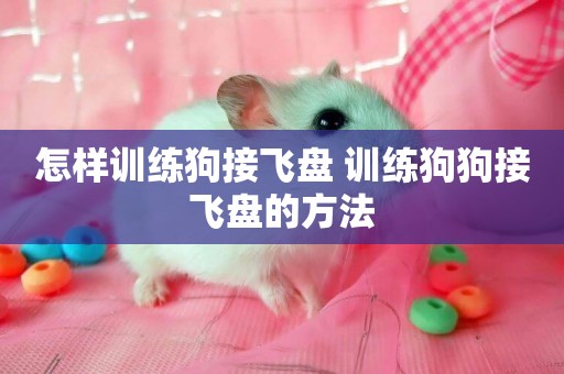 怎樣訓練狗接飛盤 訓練狗狗接飛盤的方法