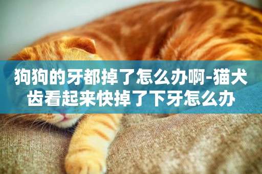 狗狗的牙都掉了怎么辦啊-貓犬齒看起來快掉了下牙怎么辦