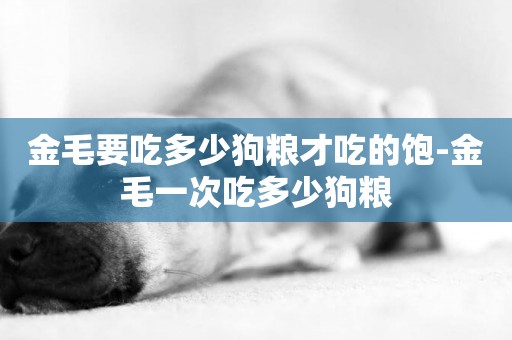 金毛要吃多少狗糧才吃的飽-金毛一次吃多少狗糧
