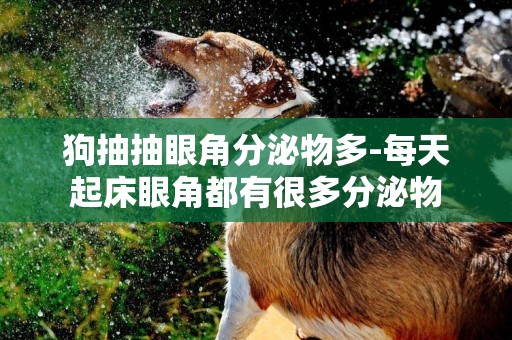 狗抽抽眼角分泌物多-每天起床眼角都有很多分泌物