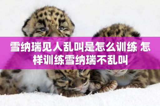 雪納瑞見人亂叫是怎么訓練 怎樣訓練雪納瑞不亂叫