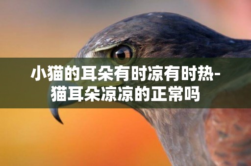 小貓的耳朵有時涼有時熱-貓耳朵涼涼的正常嗎