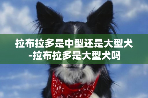拉布拉多是中型還是大型犬-拉布拉多是大型犬嗎