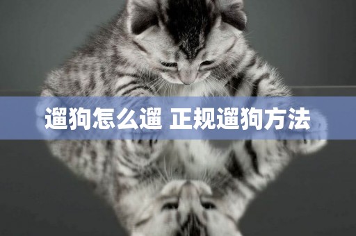 遛狗怎么遛 正規遛狗方法