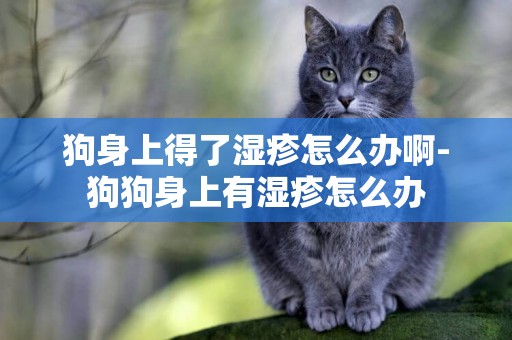 狗身上得了濕疹怎么辦啊-狗狗身上有濕疹怎么辦