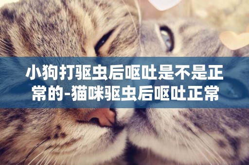 小狗打驅蟲后嘔吐是不是正常的-貓咪驅蟲后嘔吐正常嗎