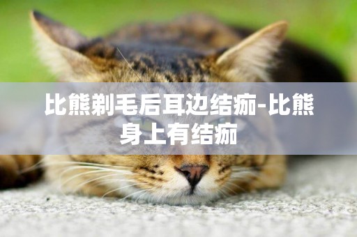比熊剃毛后耳邊結痂-比熊身上有結痂