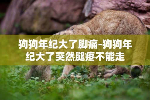 狗狗年紀大了腳痛-狗狗年紀大了突然腿疼不能走