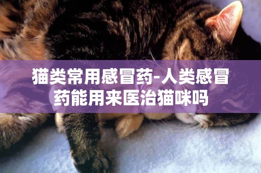 貓類常用感冒藥-人類感冒藥能用來醫治貓咪嗎