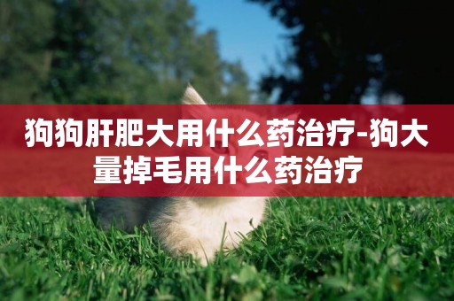 狗狗肝肥大用什么藥治療-狗大量掉毛用什么藥治療