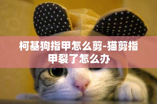 柯基狗指甲怎么剪-貓剪指甲裂了怎么辦