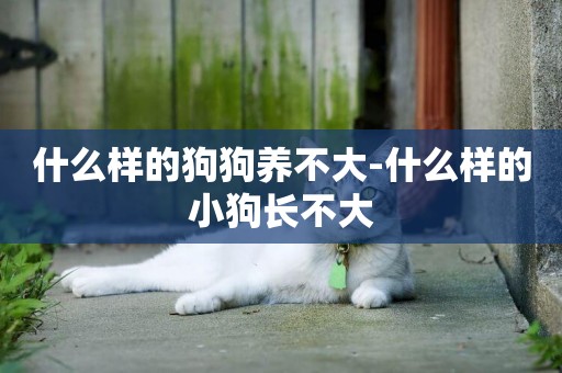 什么樣的狗狗養不大-什么樣的小狗長不大