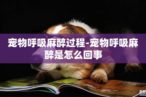 寵物呼吸麻醉過程-寵物呼吸麻醉是怎么回事