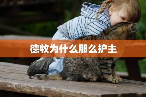 德牧為什么那么護主