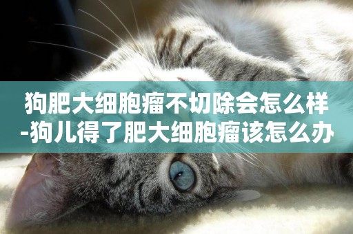 狗肥大細胞瘤不切除會怎么樣-狗兒得了肥大細胞瘤該怎么辦