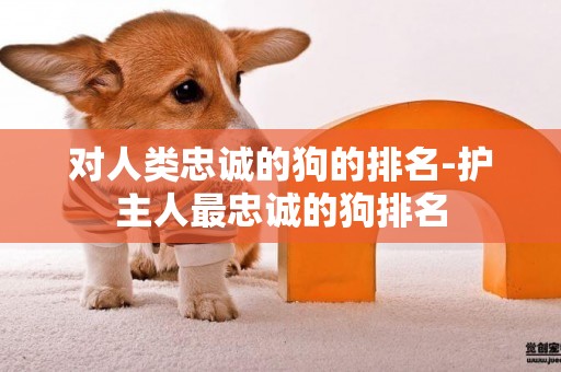 對人類忠誠的狗的排名-護主人最忠誠的狗排名