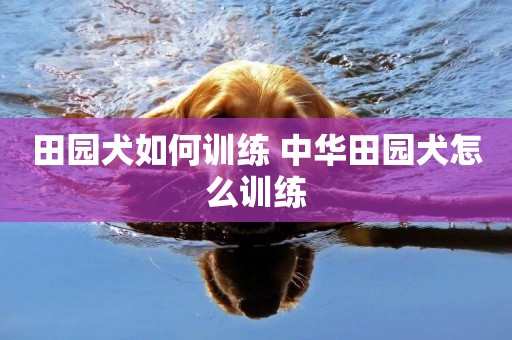 田園犬如何訓練 中華田園犬怎么訓練