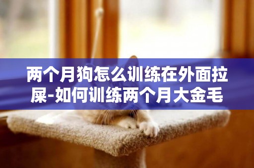 兩個月狗怎么訓練在外面拉屎-如何訓練兩個月大金毛狗狗只在外面上大號