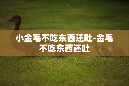 小金毛不吃東西還吐-金毛不吃東西還吐