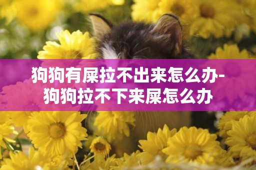 狗狗有屎拉不出來怎么辦-狗狗拉不下來屎怎么辦