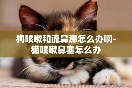 狗咳嗽和流鼻涕怎么辦啊-貓咳嗽鼻塞怎么辦