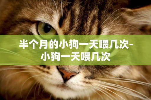 半個月的小狗一天喂幾次-小狗一天喂幾次