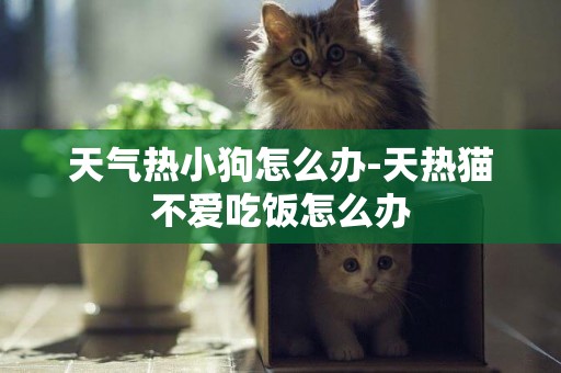 天氣熱小狗怎么辦-天熱貓不愛吃飯怎么辦
