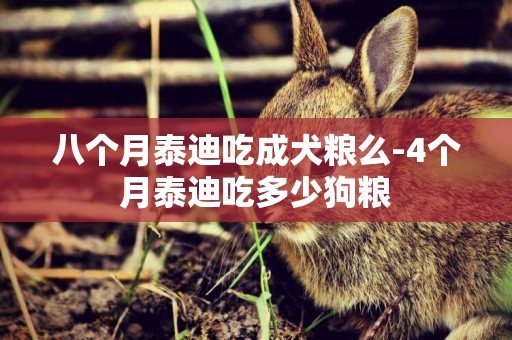 八個月泰迪吃成犬糧么-4個月泰迪吃多少狗糧