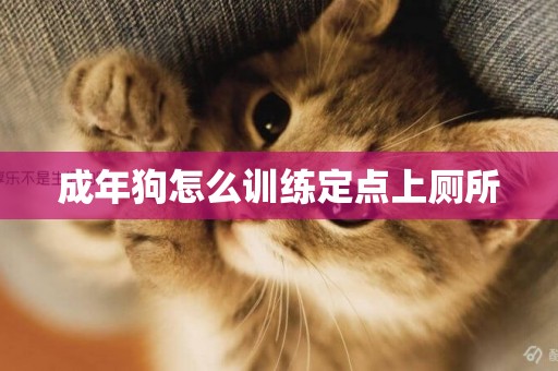 成年狗怎么訓練定點上廁所