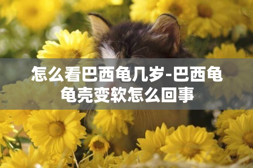 怎么看巴西龜幾歲-巴西龜龜殼變軟怎么回事