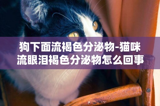 狗下面流褐色分泌物-貓咪流眼淚褐色分泌物怎么回事