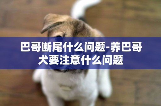 巴哥斷尾什么問題-養巴哥犬要注意什么問題