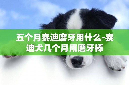 五個月泰迪磨牙用什么-泰迪犬幾個月用磨牙棒