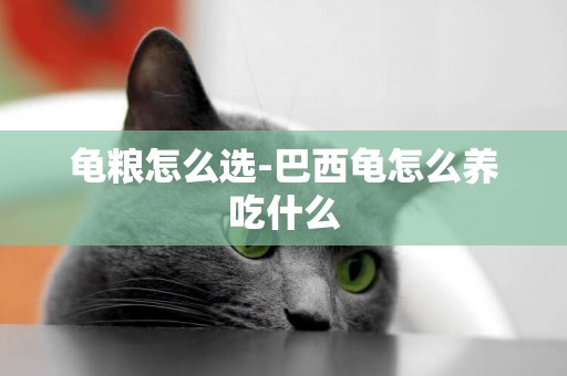 龜糧怎么選-巴西龜怎么養吃什么