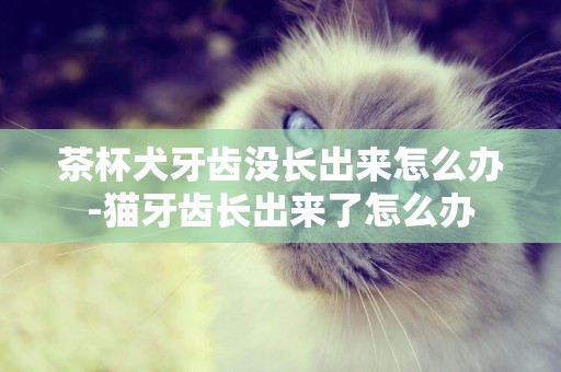 茶杯犬牙齒沒長出來怎么辦-貓牙齒長出來了怎么辦