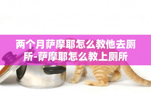 兩個月薩摩耶怎么教他去廁所-薩摩耶怎么教上廁所