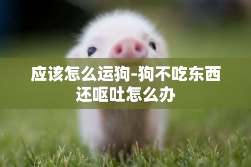 應該怎么運狗-狗不吃東西還嘔吐怎么辦