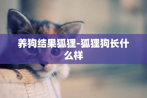 養狗結果狐貍-狐貍狗長什么樣