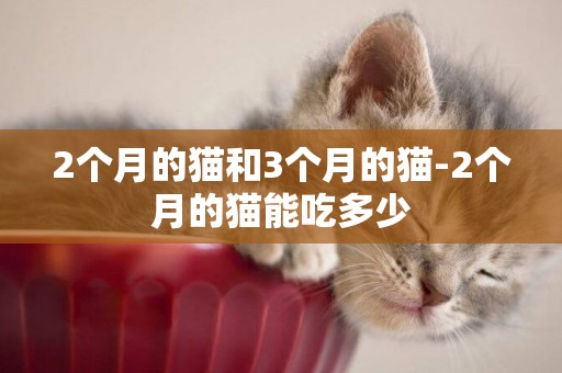 2個月的貓和3個月的貓-2個月的貓能吃多少