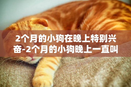2個月的小狗在晚上特別興奮-2個月的小狗晚上一直叫怎么辦