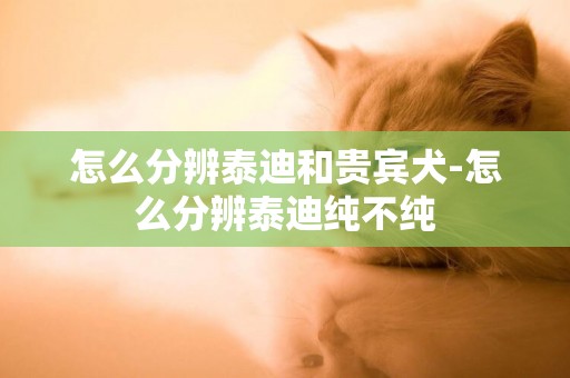 怎么分辨泰迪和貴賓犬-怎么分辨泰迪純不純