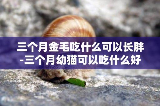三個月金毛吃什么可以長胖-三個月幼貓可以吃什么好