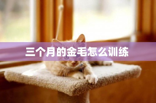 三個月的金毛怎么訓練 