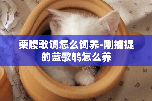栗腹歌鴝怎么飼養-剛捕捉的藍歌鴝怎么養