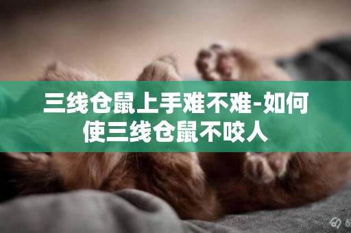三線倉鼠上手難不難-如何使三線倉鼠不咬人